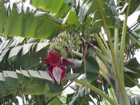 Mga video ng kinantot ang puno ng saging.